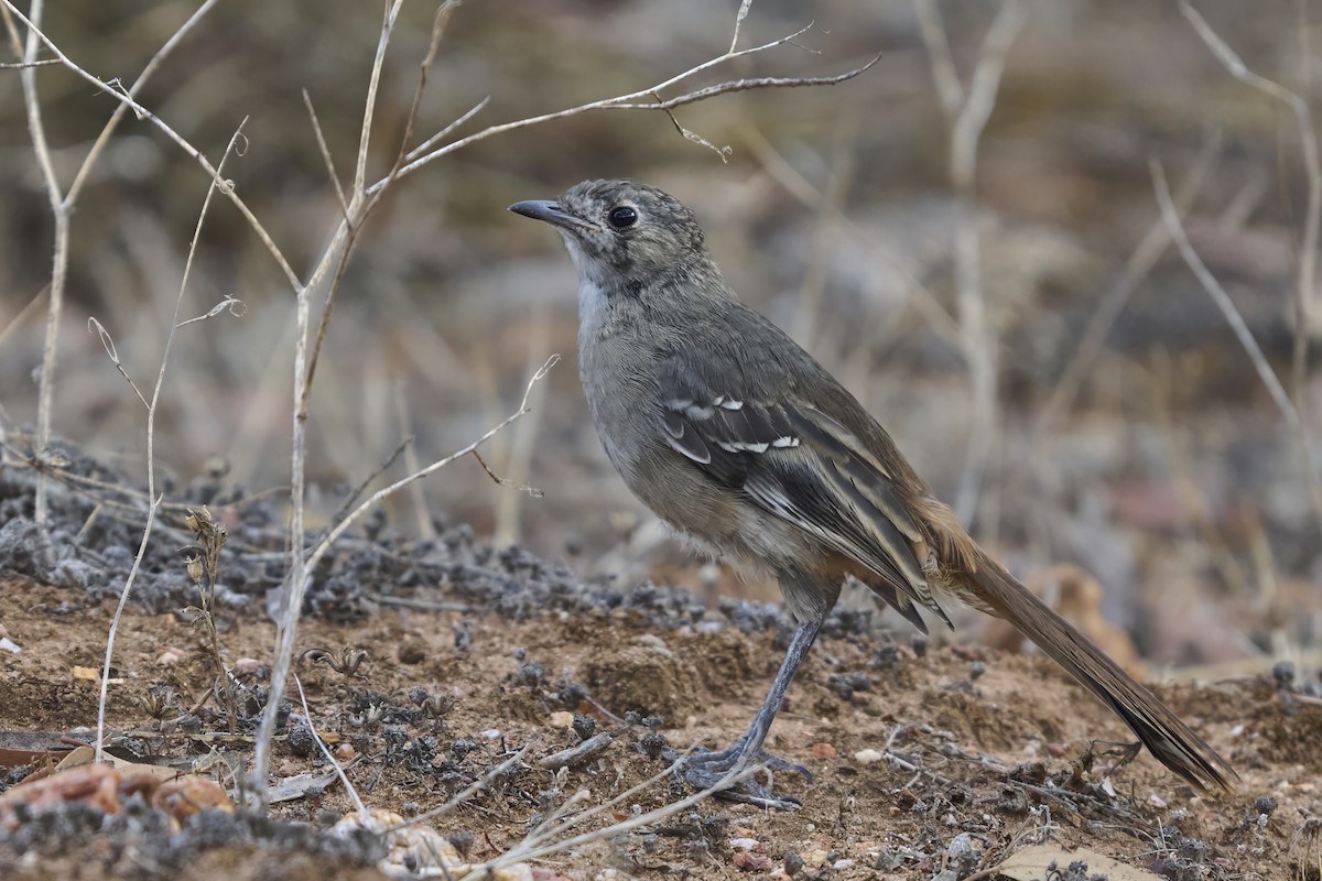 Drymode à croupion brun - ML651752908