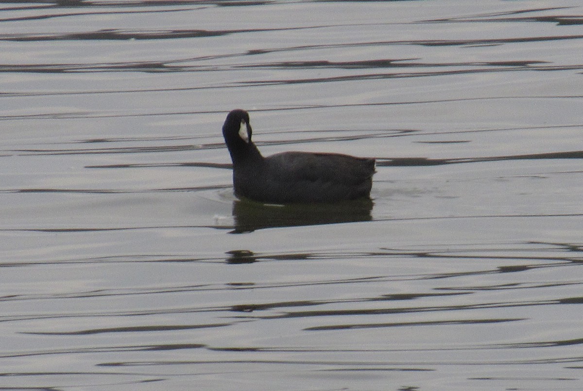 American Coot - ML651752996