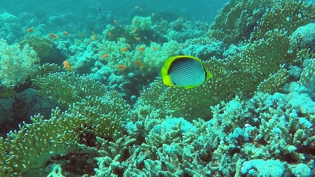 Black-backed Butterflyfish - ML651753031