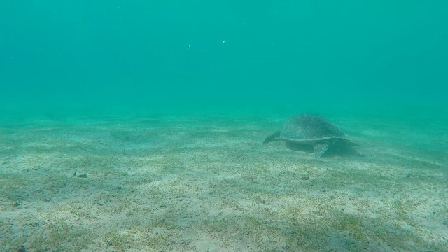 Green Sea Turtle - ML651753032