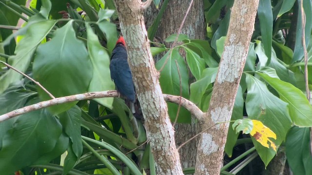 Tepeli Malkoha - ML651753137