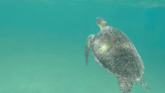 Green Sea Turtle - ML651753353