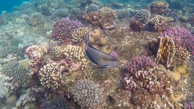 Sohal Surgeonfish - ML651753354