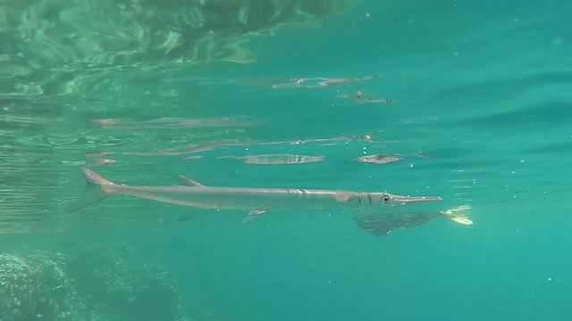 Crocodile Needlefish - ML651753508