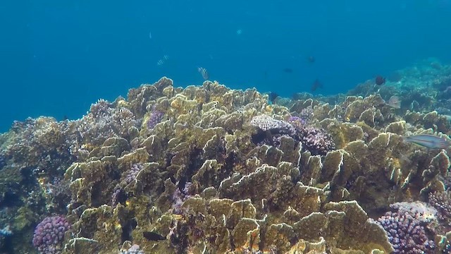 Plate Fire Coral - ML651753509