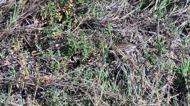 Savannah Sparrow (Belding's) - ML651754080