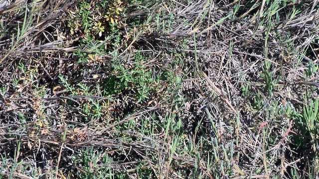 Savannah Sparrow (Belding's) - ML651754082