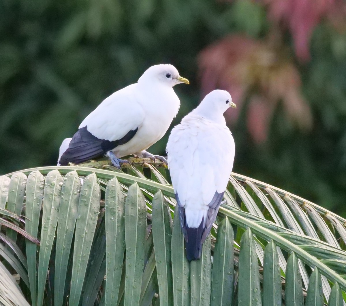 Dúcula Australiana - ML651754123