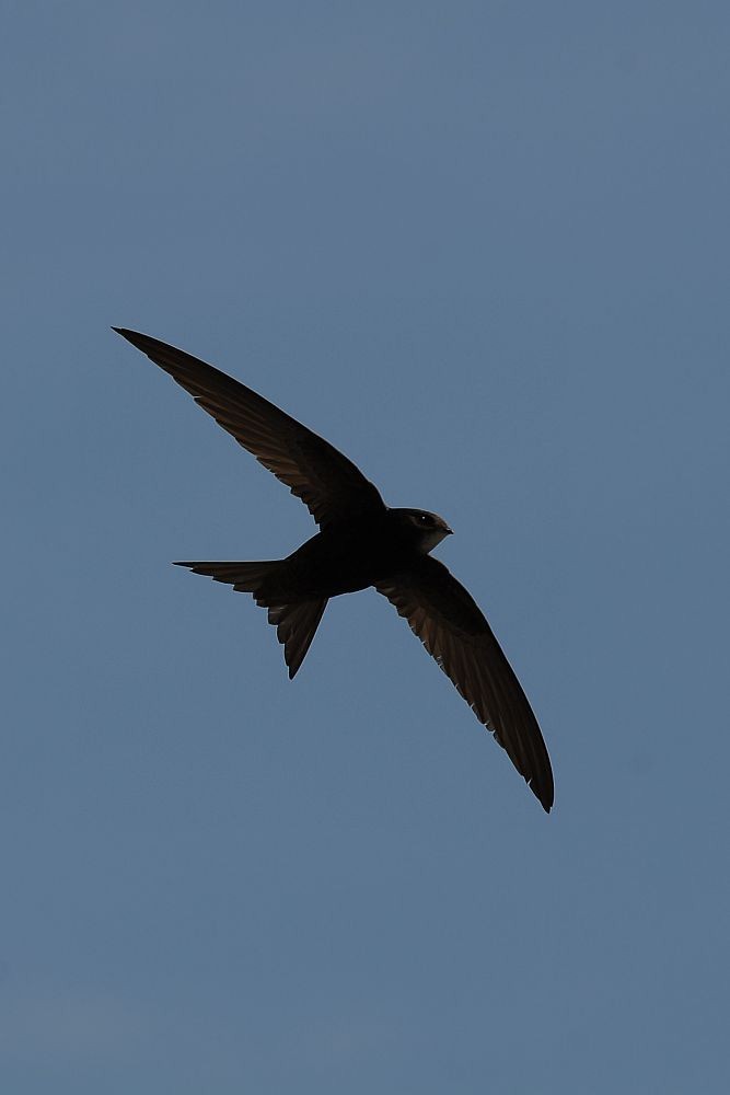 tårnseiler - ML651754196