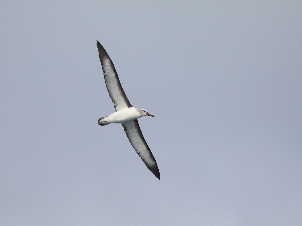 Atlantic Yellow-nosed Albatross - ML651754949