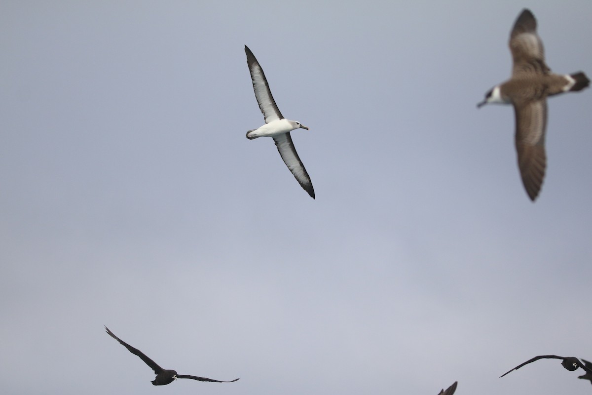 Atlantic Yellow-nosed Albatross - ML651754951