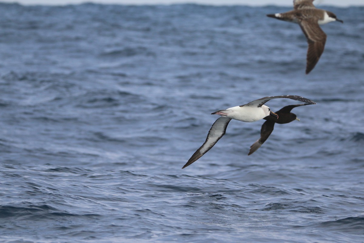 Atlantic Yellow-nosed Albatross - ML651754952