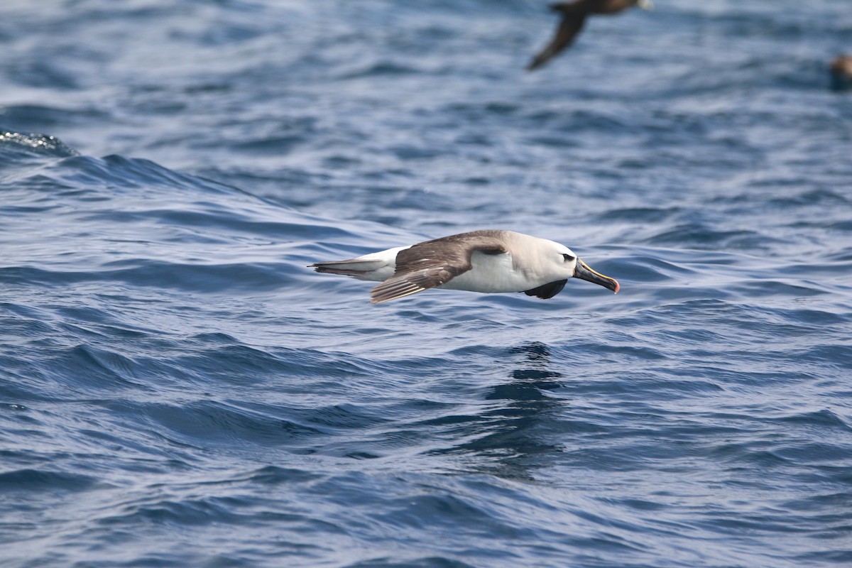 Atlantic Yellow-nosed Albatross - ML651754954