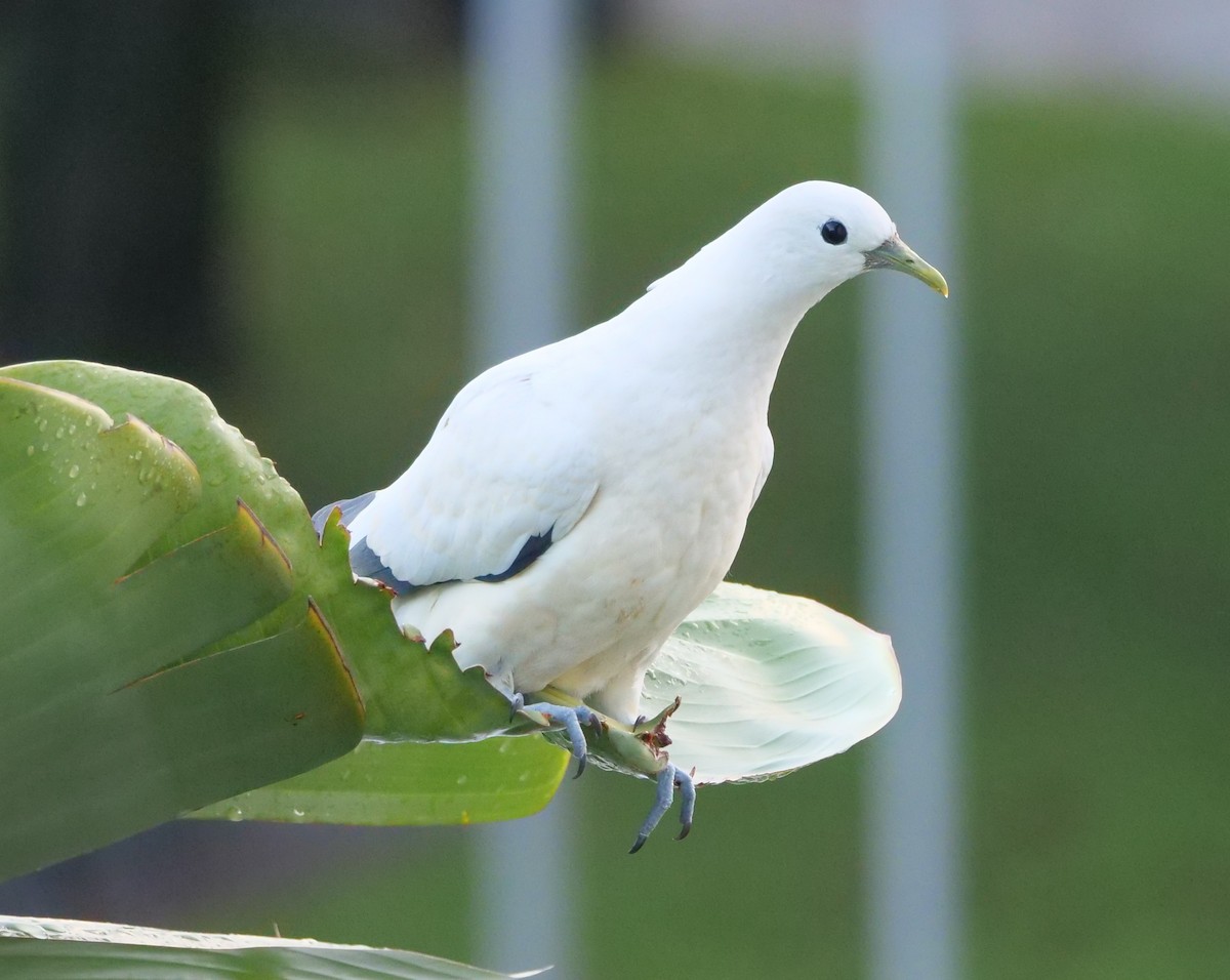 Dúcula Australiana - ML651755027