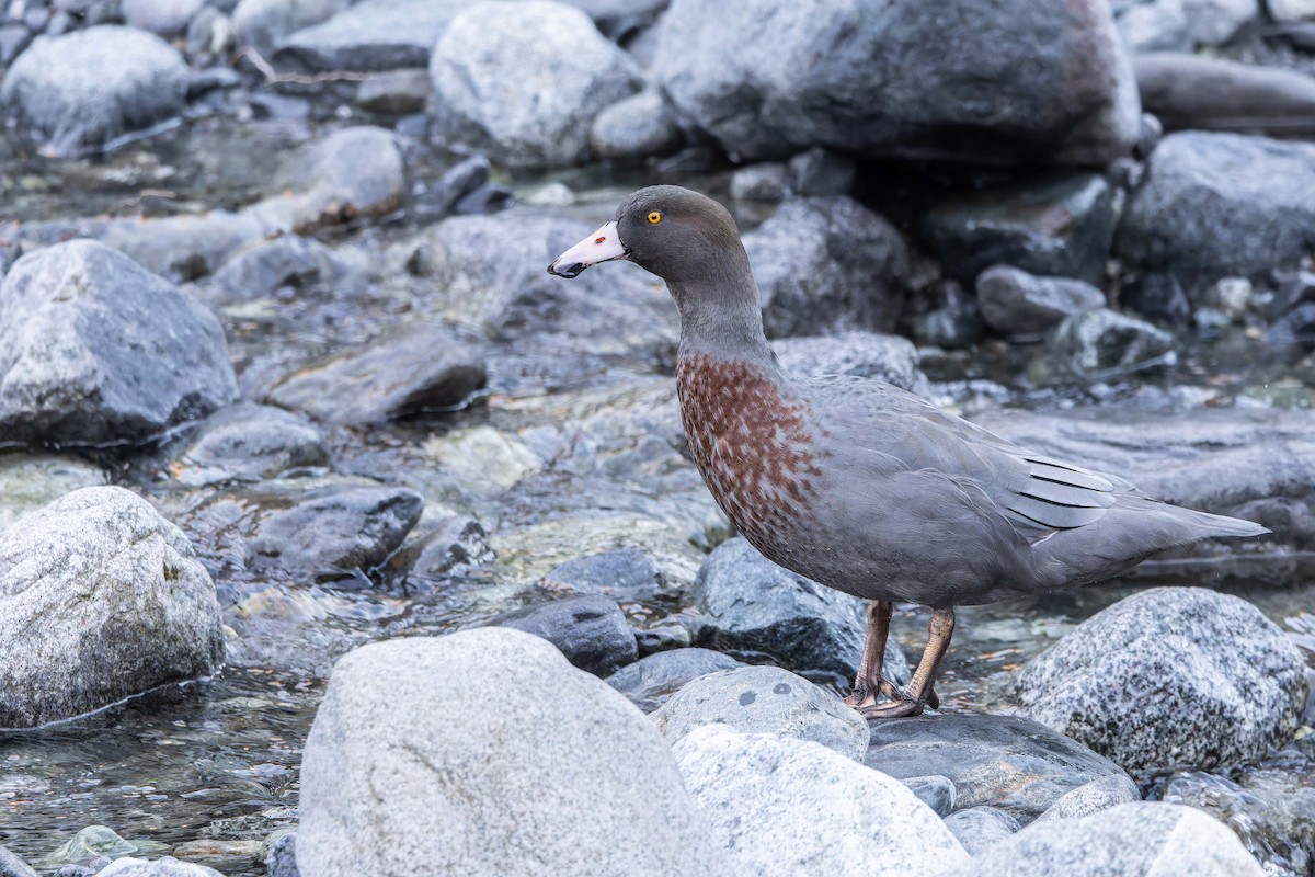 Blue Duck - ML651755575