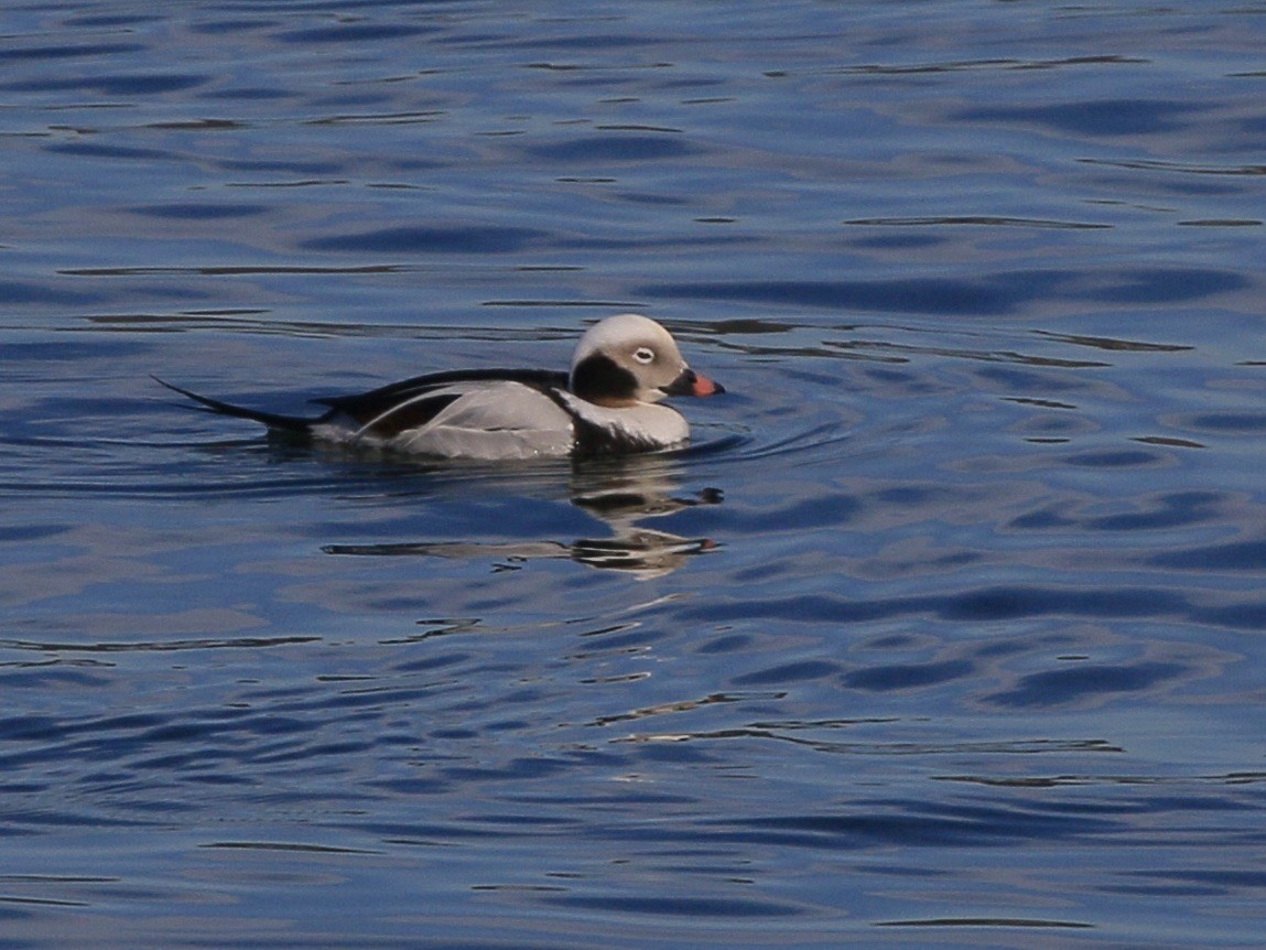 Moretta codona - ML651756065