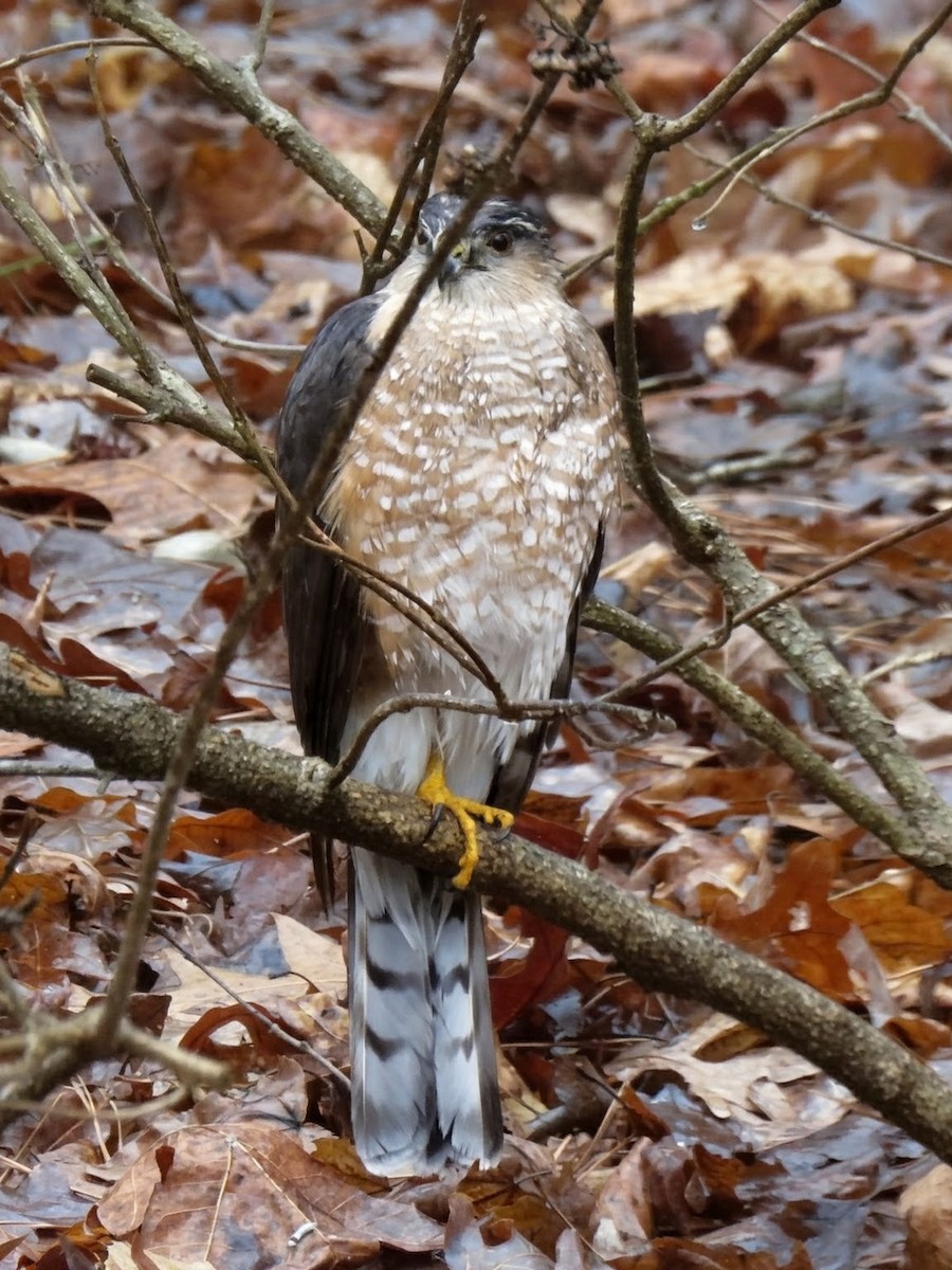 Sharp-shinned Hawk - ML651756547
