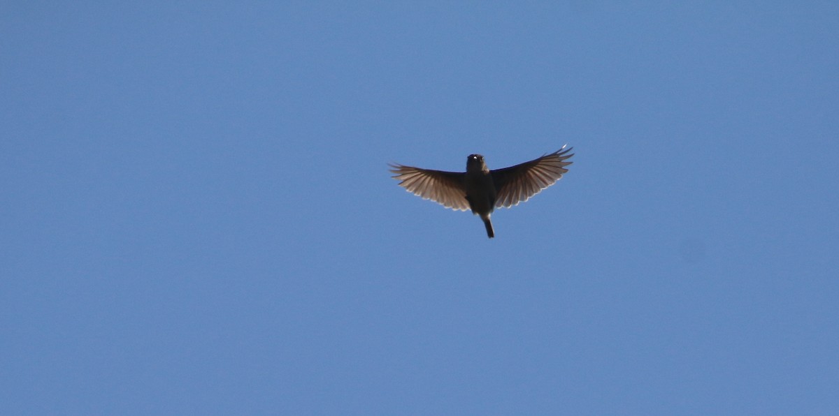 Rudd's Lark - ML651756549