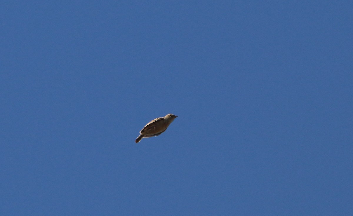 Rudd's Lark - ML651756550