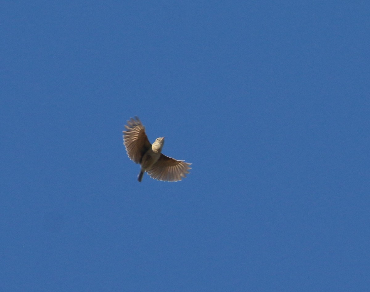 Rudd's Lark - ML651756551