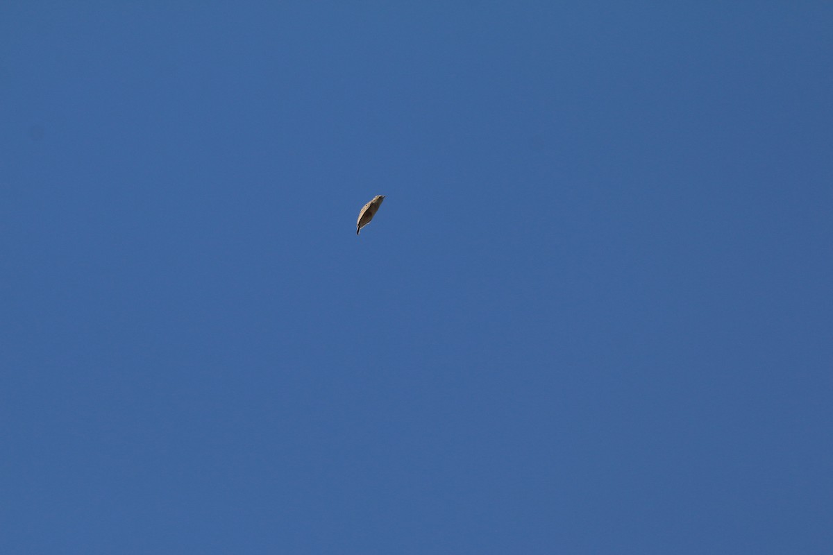 Rudd's Lark - ML651756553