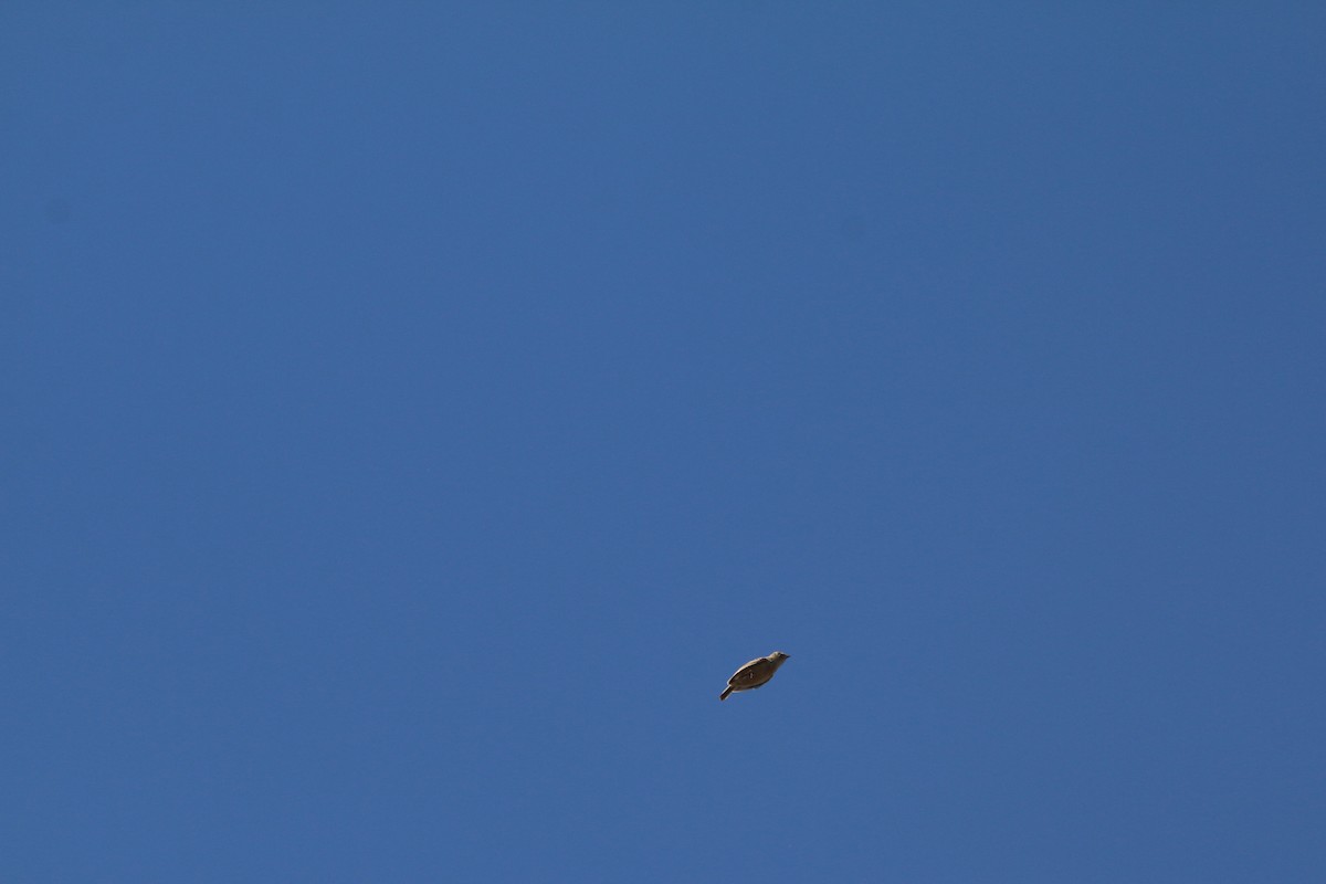 Rudd's Lark - ML651756554