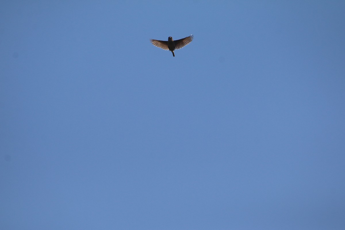 Rudd's Lark - ML651756555