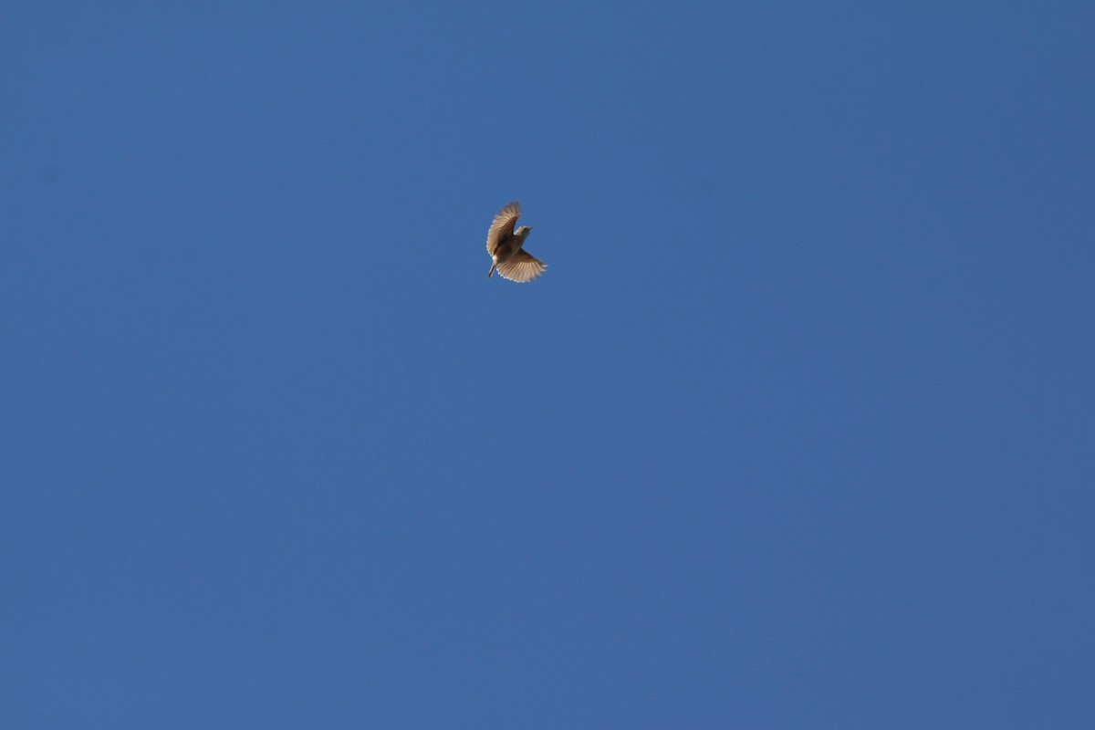 Rudd's Lark - ML651756556