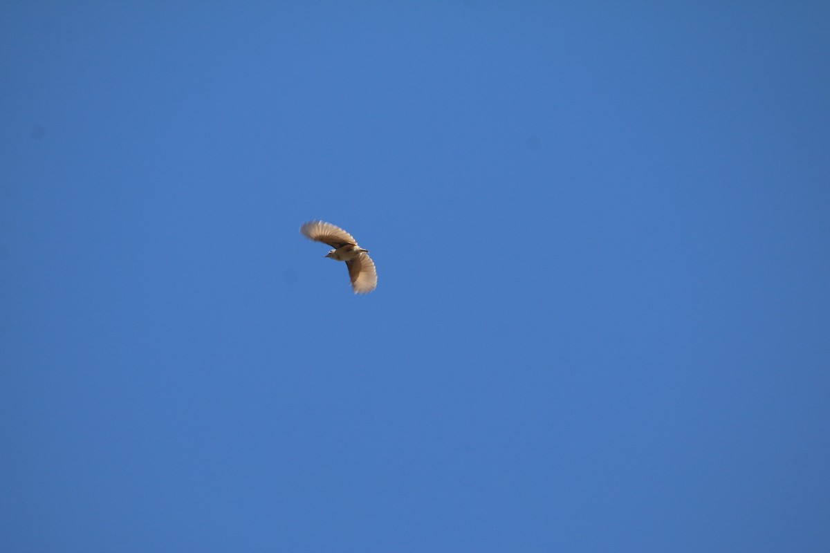 Rudd's Lark - ML651756557