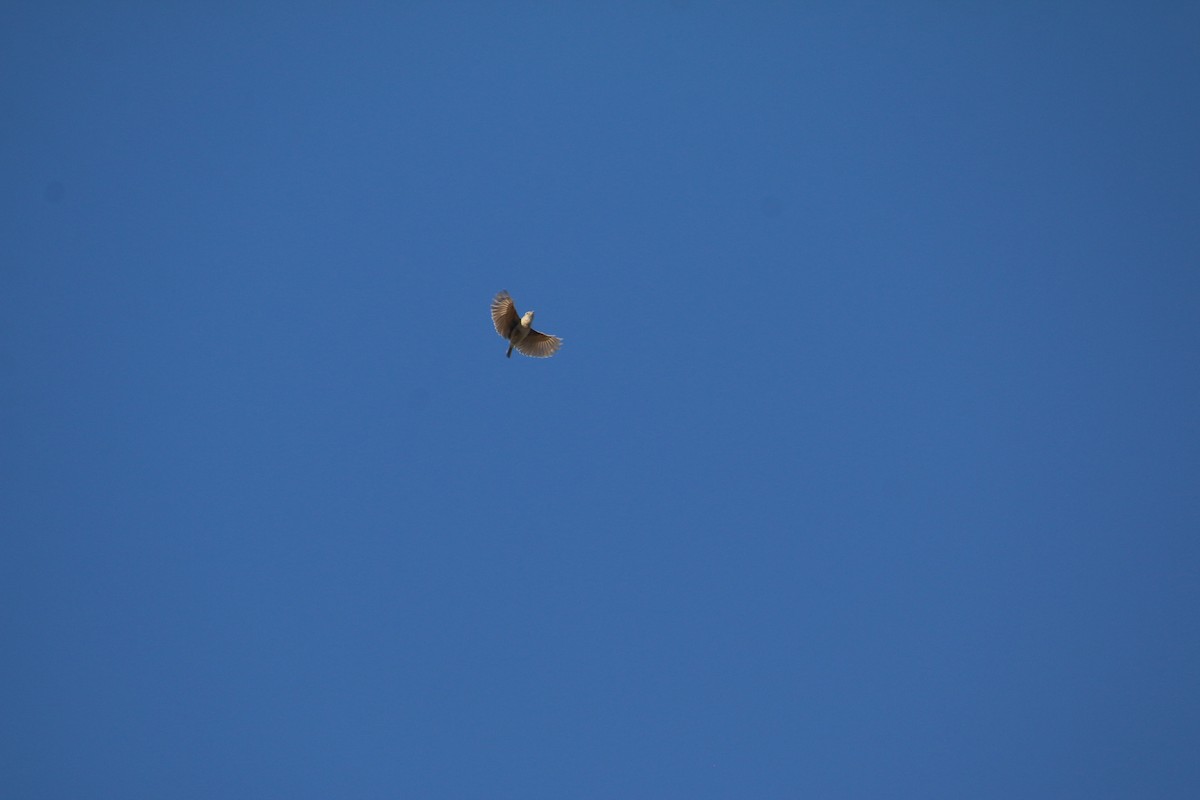 Rudd's Lark - ML651756558