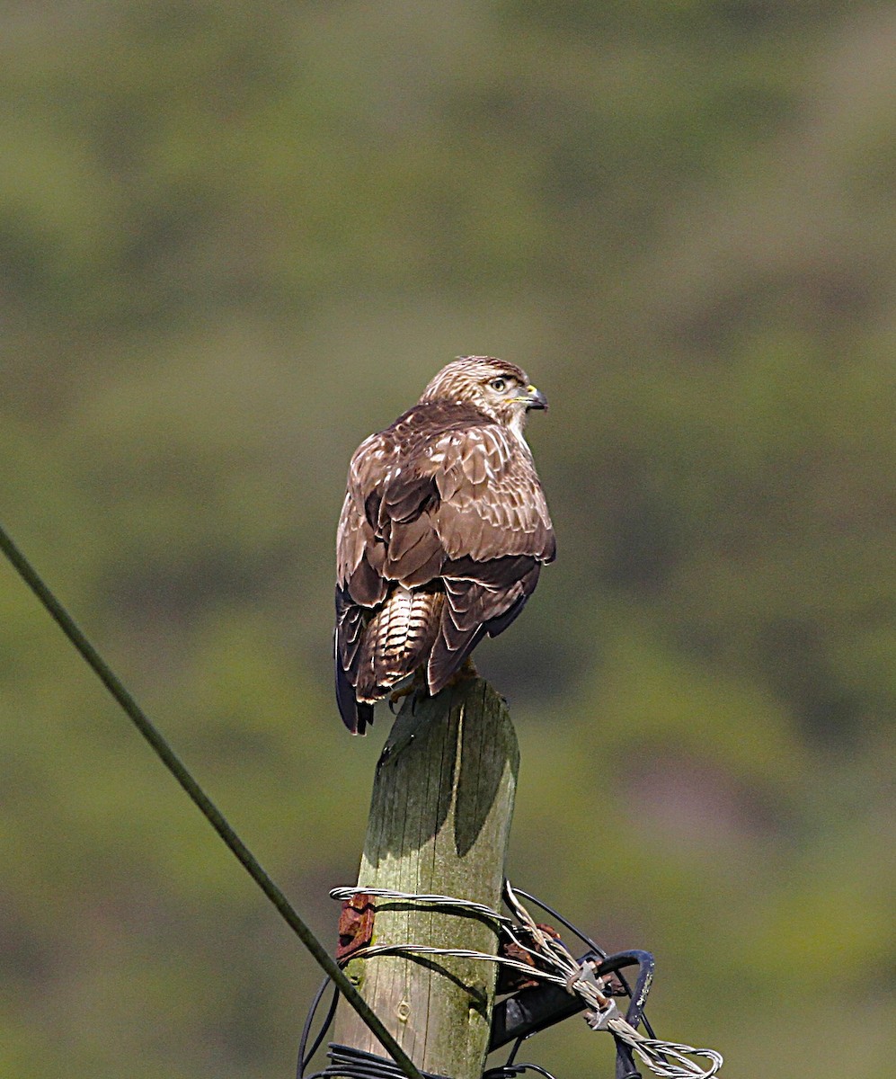 musvåk (rothschildi) - ML651756698
