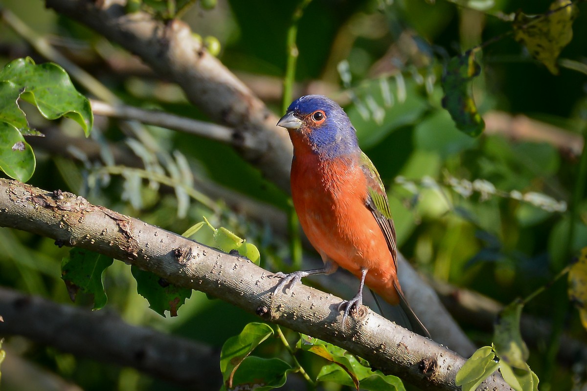 Painted Bunting - ML651756707