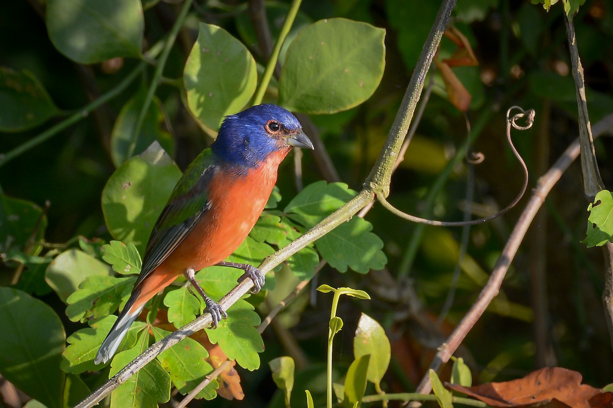 Painted Bunting - ML651756708