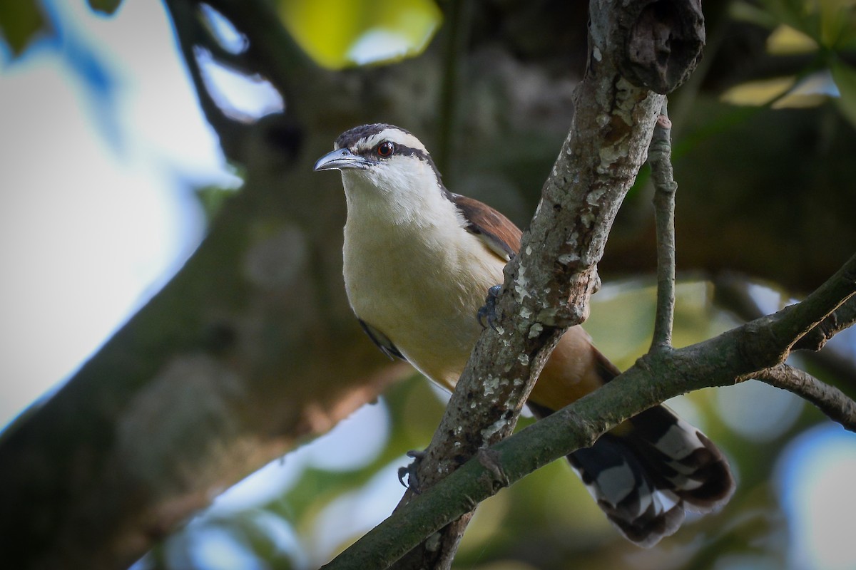 Giant Wren - ML651757522