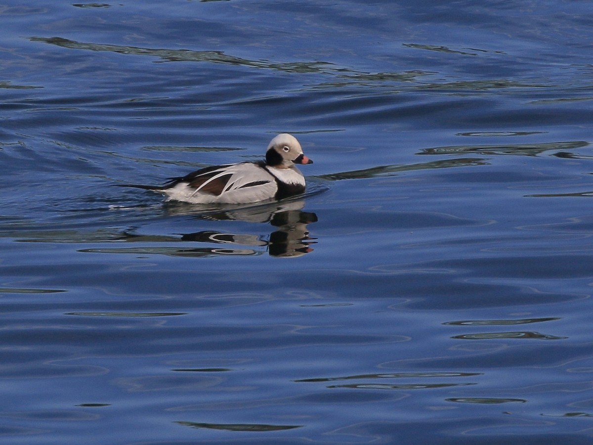 Moretta codona - ML651757523