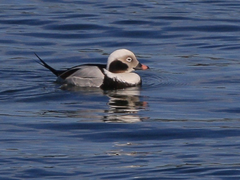 Moretta codona - ML651757901