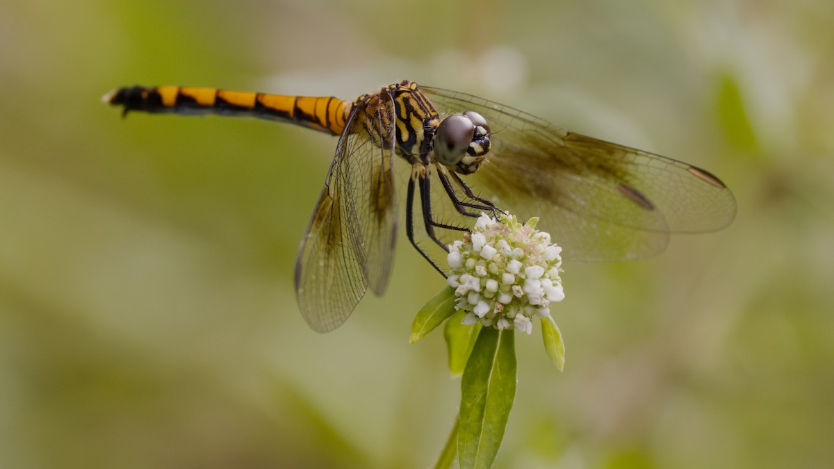 Seaside Dragonlet - ML651758534