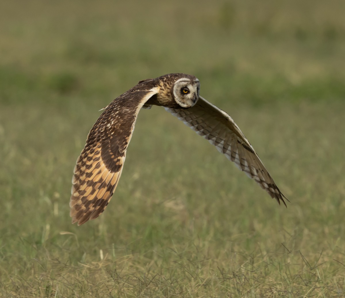 Short-eared Owl - ML651758714