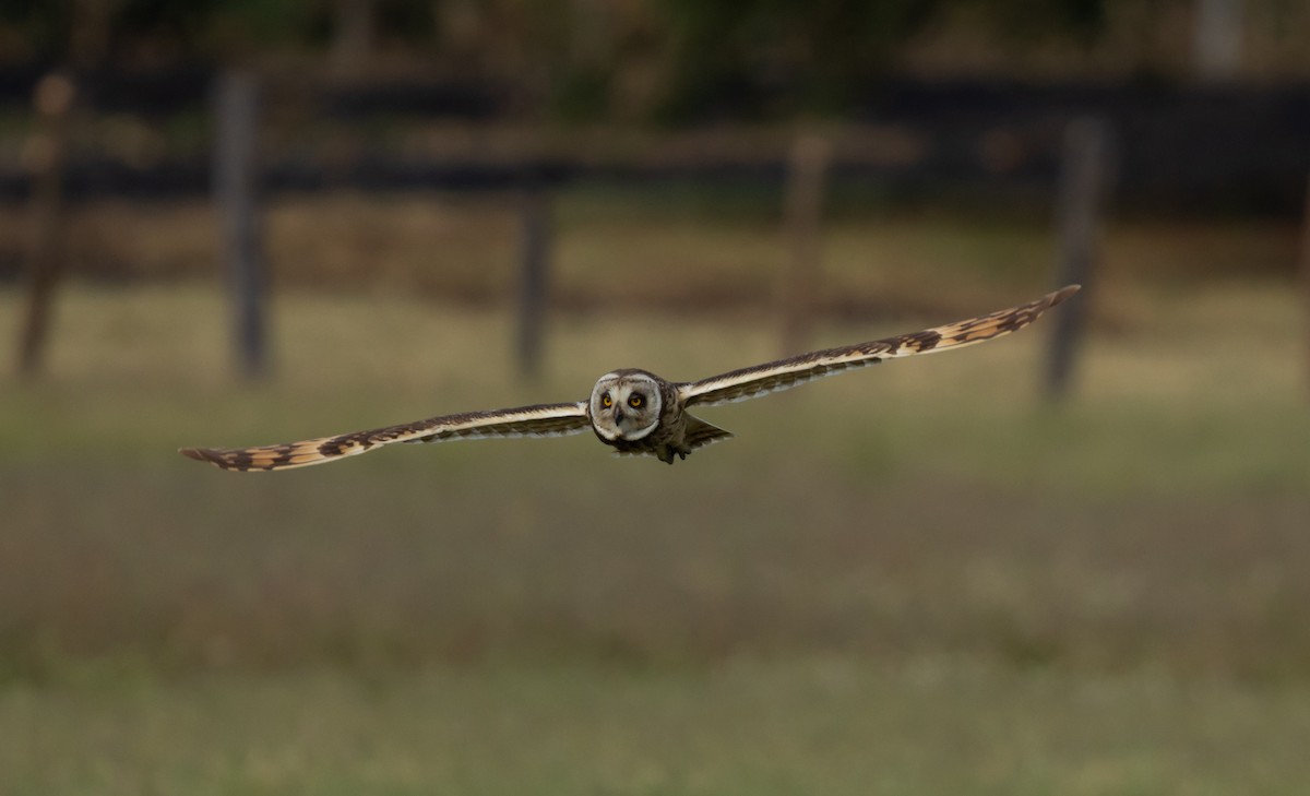 Short-eared Owl - ML651758717