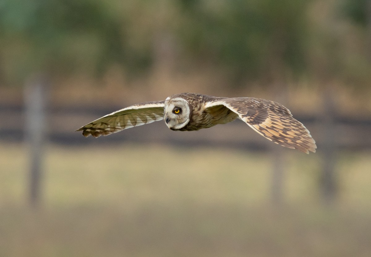 Short-eared Owl - ML651758718