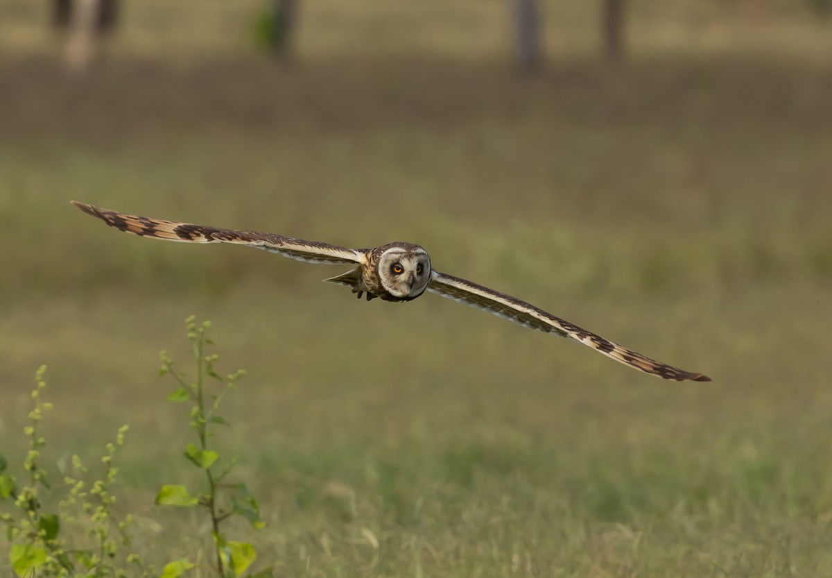Short-eared Owl - ML651758719