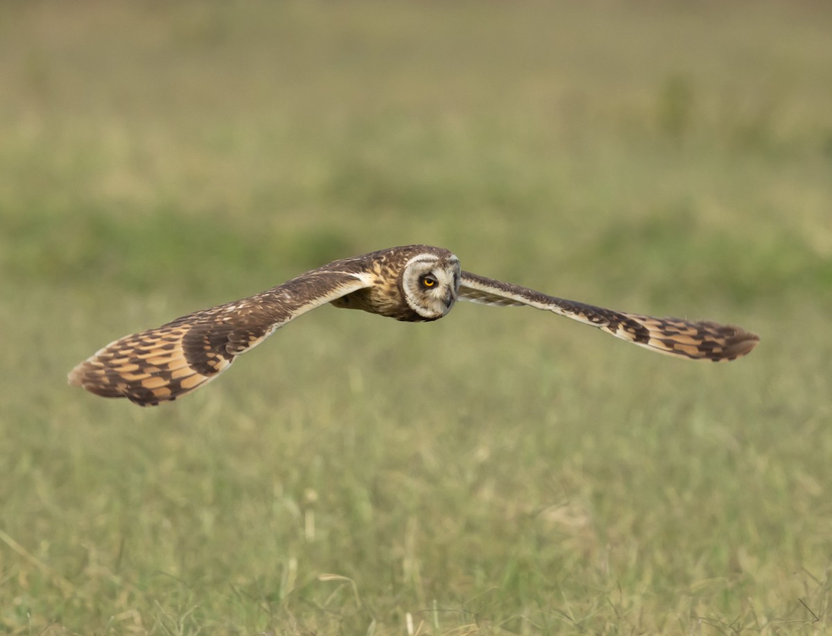 Short-eared Owl - ML651758721