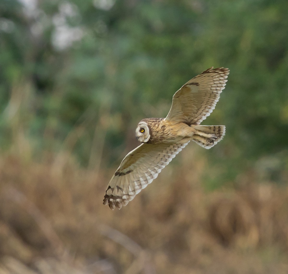 Short-eared Owl - ML651758722