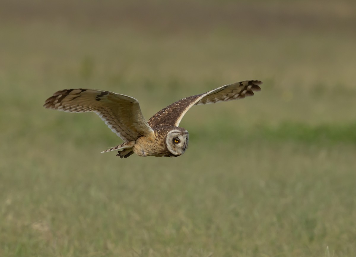 Short-eared Owl - ML651758724