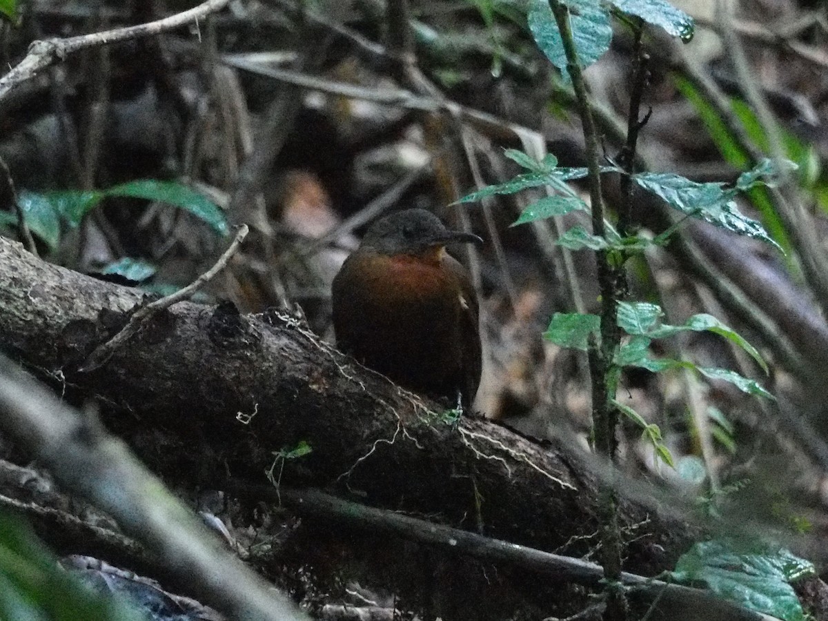 Tirahojas Mexicano - ML651759100