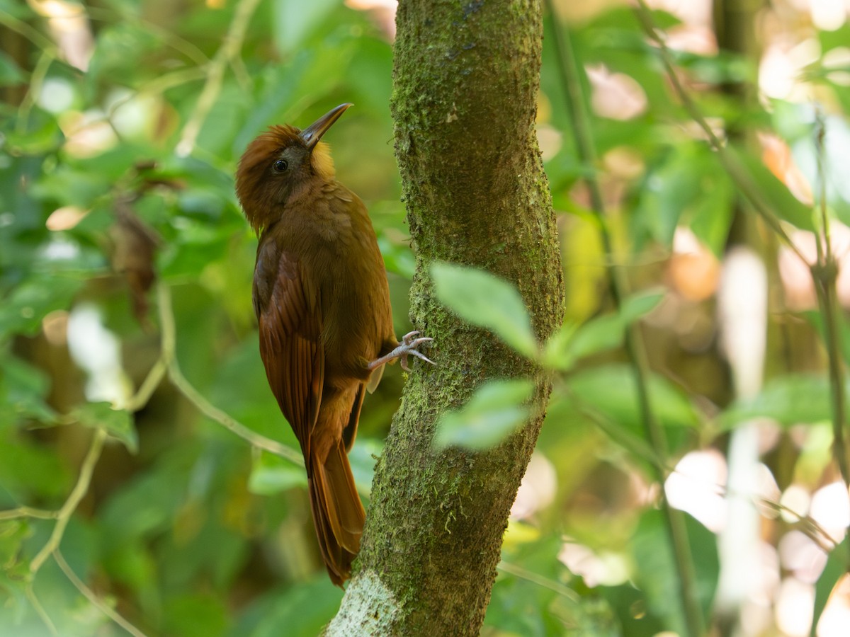 Kızıl Tırmaşık - ML651759676