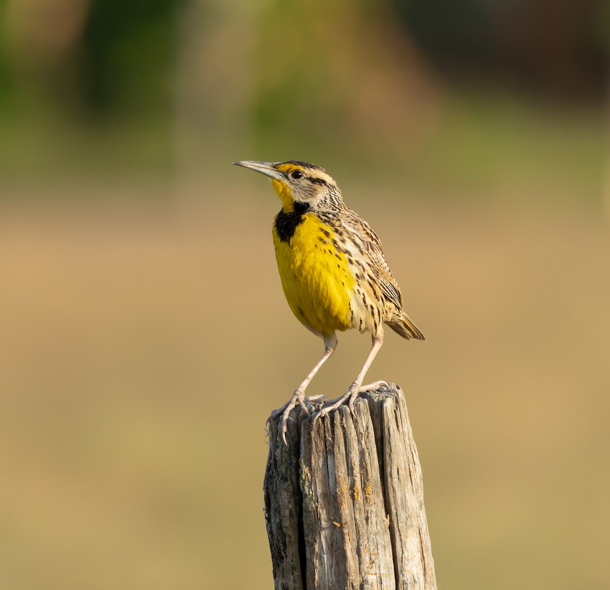 Eastern Meadowlark - ML651759907
