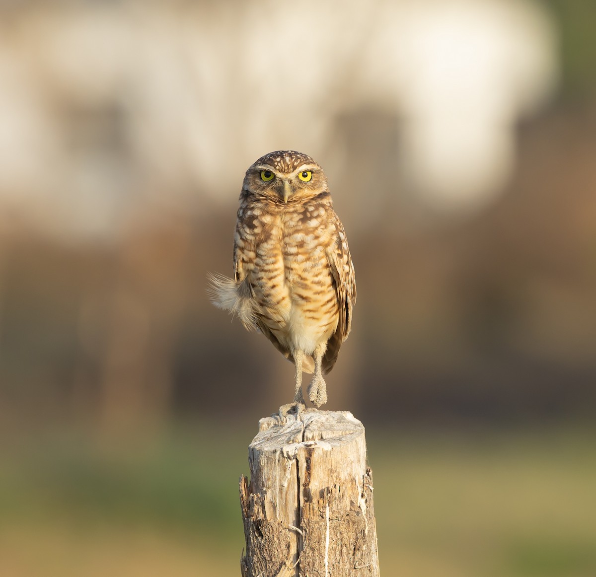 Burrowing Owl - ML651760602
