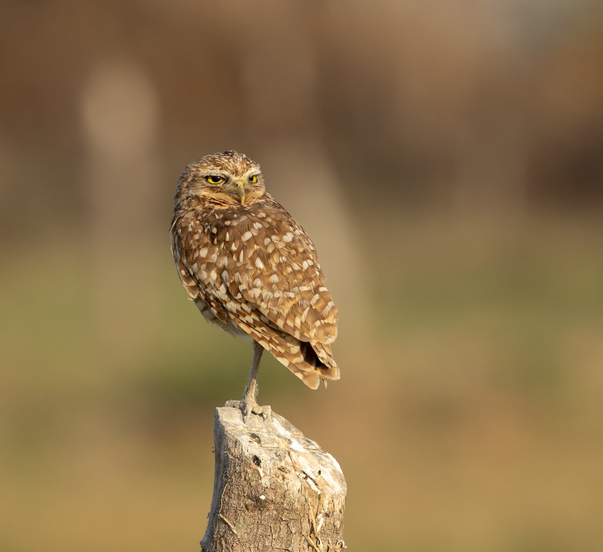 Burrowing Owl - ML651760603