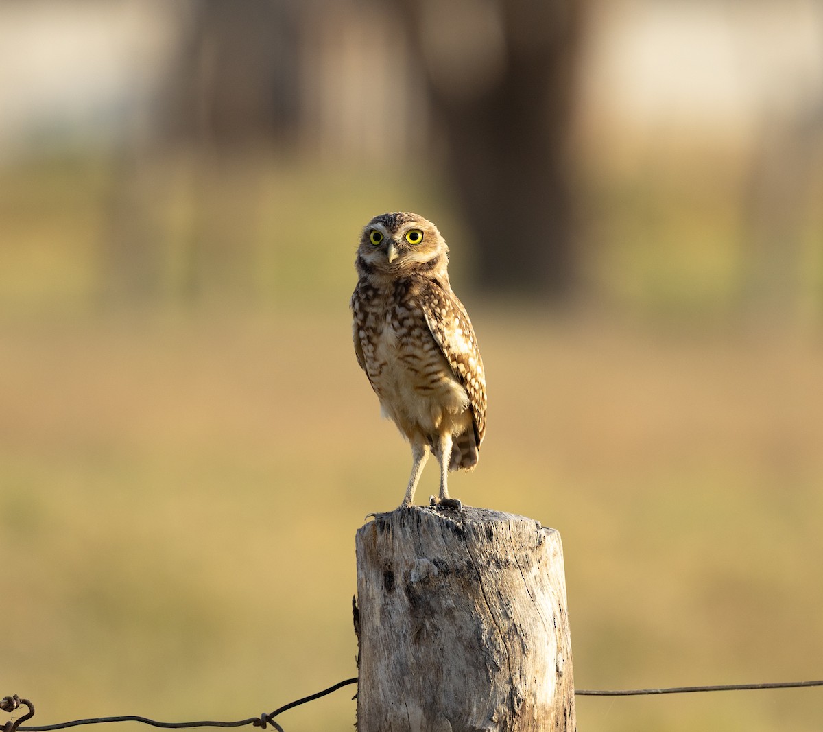 Burrowing Owl - ML651760604